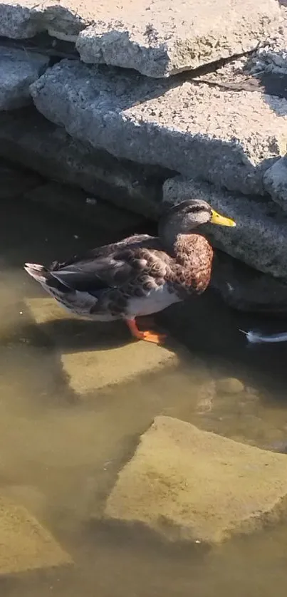 Duck standing by rocky lakeside under sunlight.