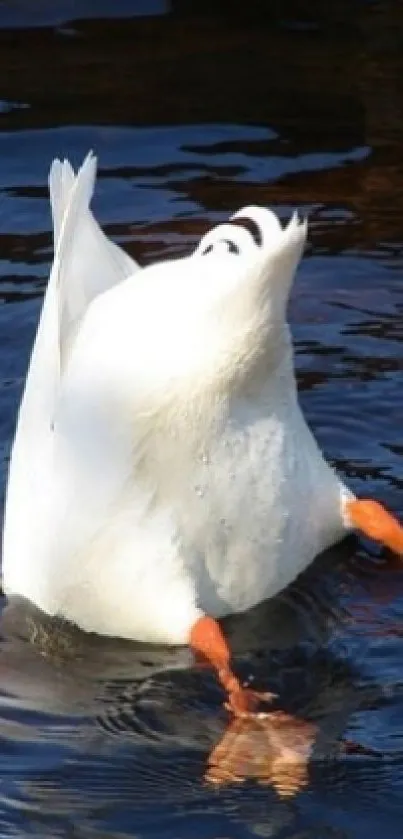 Duck diving under dark blue water in a playful and serene pose.