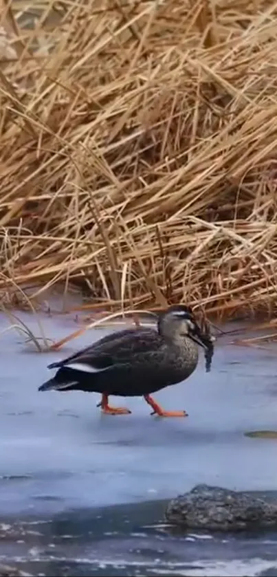 Duck walking on icy lake with dry reeds in background.