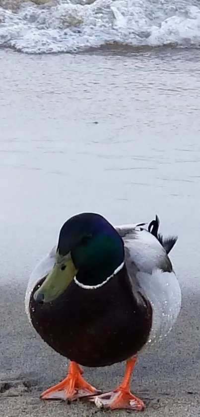 Duck on sandy beach with gentle waves in the background.