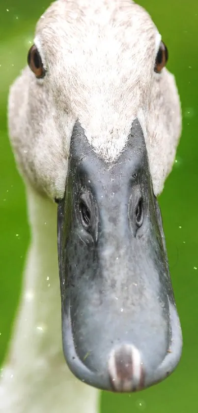 Closeup of a duck with a vivid green background.