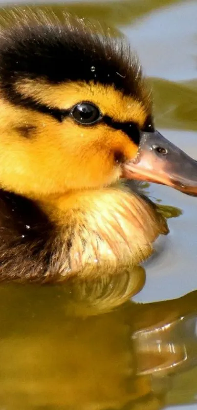 A cute duckling floats gracefully on calm waters, casting a gentle reflection.