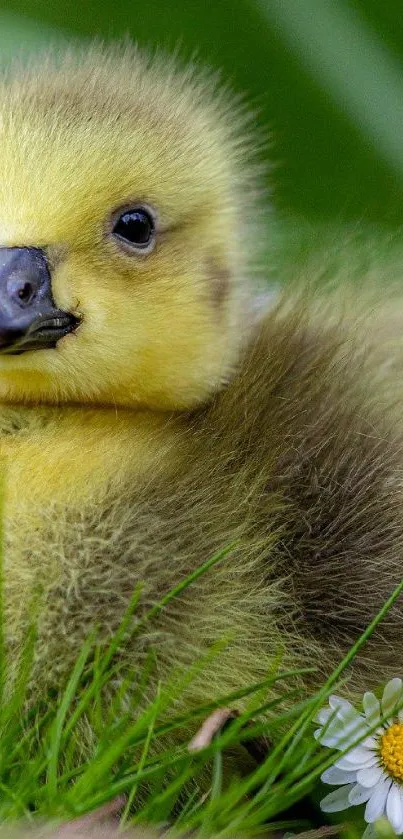 Fluffy duckling sitting on green grass with a daisy nearby.