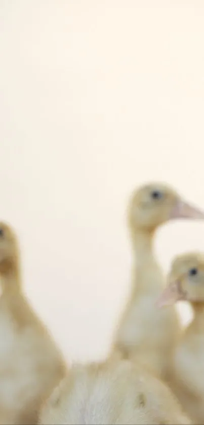 Minimalist wallpaper featuring four blurred ducklings on a cream background.