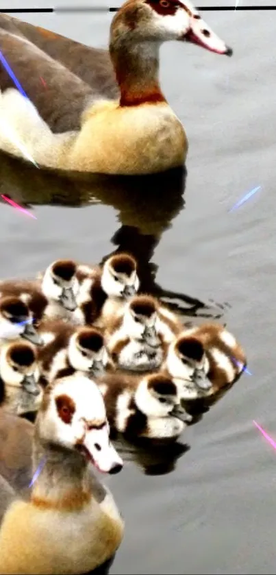 Duck with ducklings swimming on a pond.