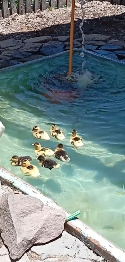 Ducklings swimming in a clear, sunlit pool.