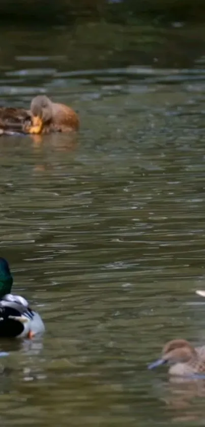 A group of ducks calmly floating on a tranquil lake.