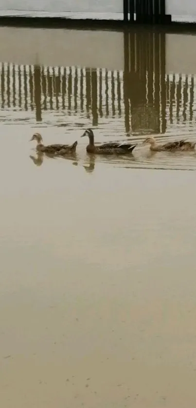 Ducks gliding on still water with reflections and serene background.