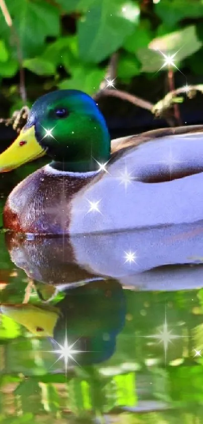 Two ducks gliding on a serene pond with lush green reflections.