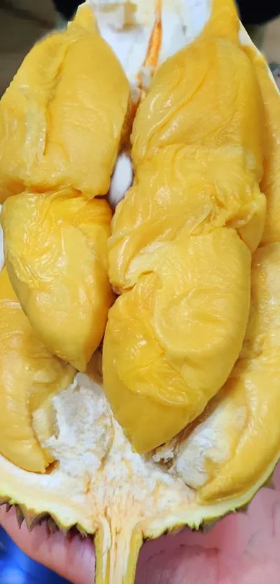 Close-up of fresh, ripe durian fruit showcasing creamy texture.