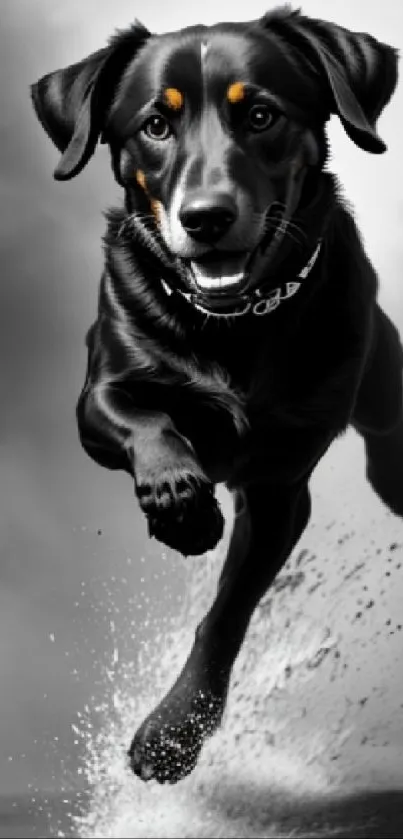 Black dog energetically running on a sandy surface in action-filled wallpaper.