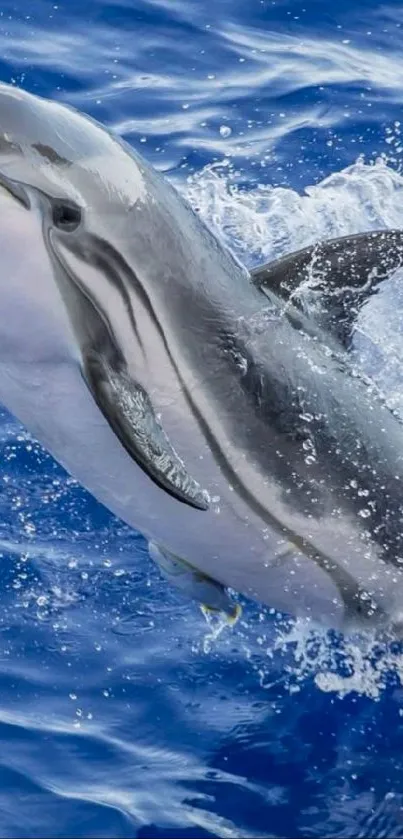 Dolphin leaping through blue ocean waves.