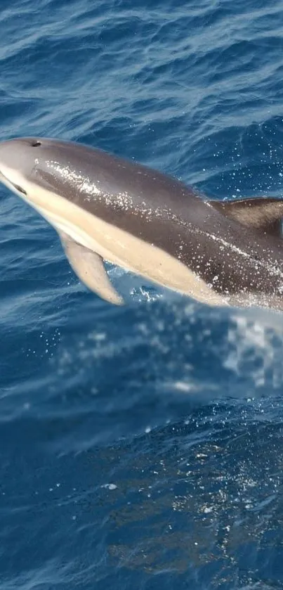 Jumping dolphin in a deep blue ocean.