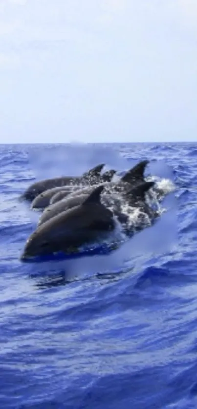 Dolphins jumping over blue ocean waves wallpaper.