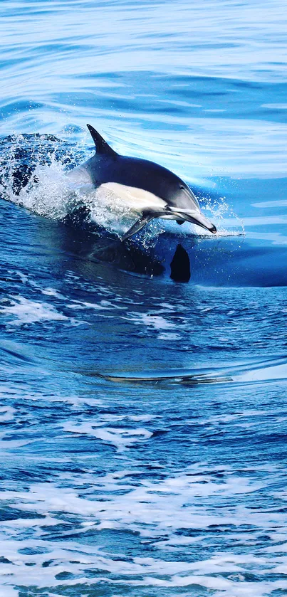 Dolphin leaping in vibrant blue ocean.