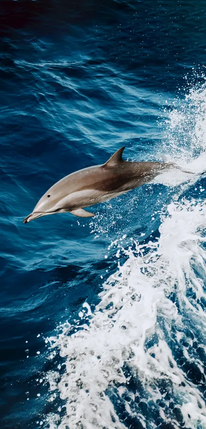 Dolphin leaping through blue ocean waves.