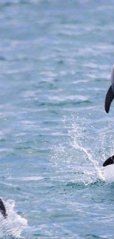 Four dolphins leaping playfully in the ocean.