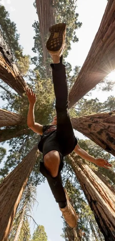 Person jumping between tall trees in forest perspective.