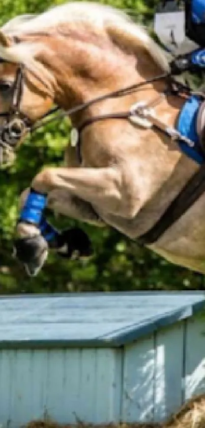 Horse jumping over an obstacle in a vibrant outdoor setting.