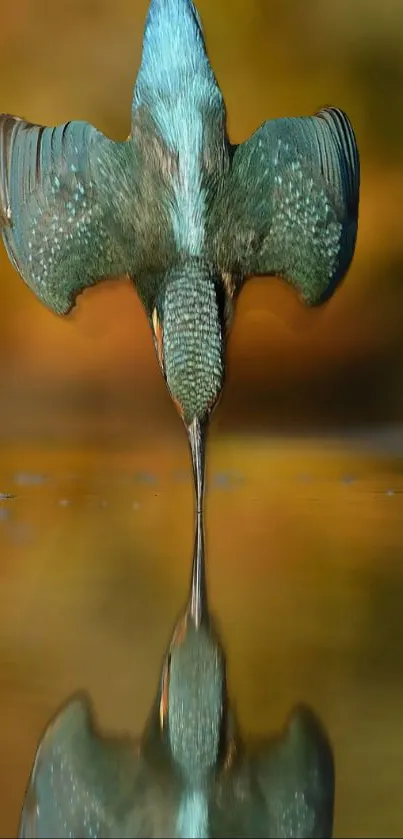 Kingfisher diving into water with reflection.