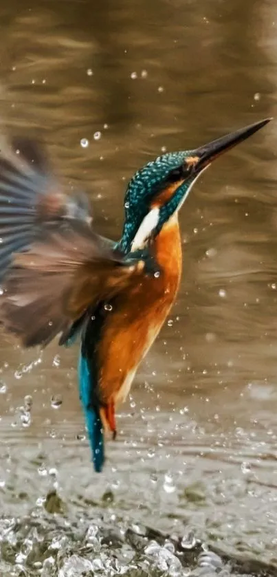 A kingfisher splashes dynamically in water, showcasing vivid colors.