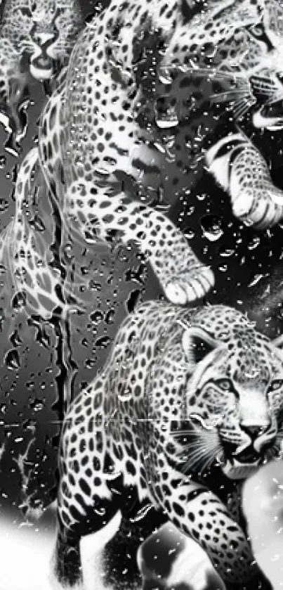 Black and white wallpaper with leaping leopards and water droplets.