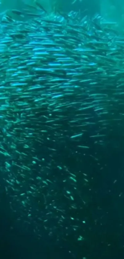 A vibrant swirl of fish in blue ocean waters.