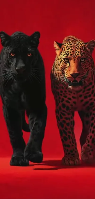 Panther and leopard on bold red background.