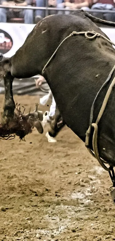 A powerful bull in action at a thrilling rodeo event.