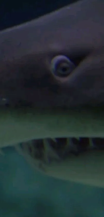 Close-up view of a shark's face underwater.