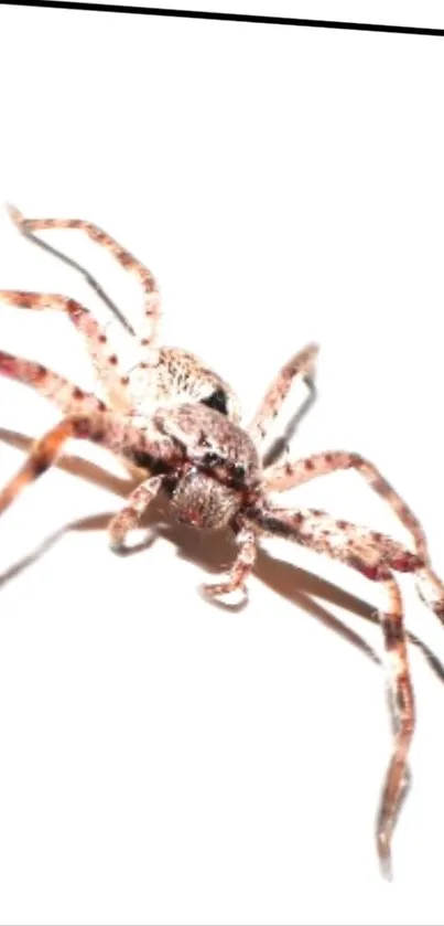 Spider on a bright white background with detailed patterns.