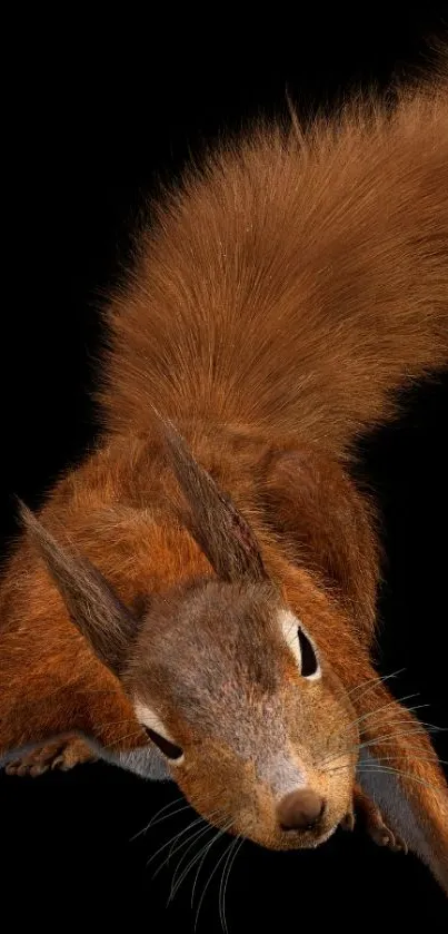 Dynamic squirrel with bushy tail on black background.