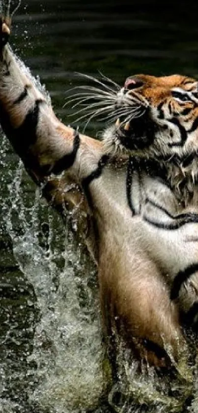 Tiger leaping in water with striking dynamics.