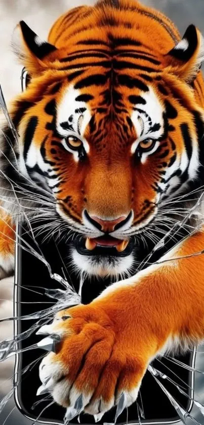 Fierce tiger breaking through glass in mobile wallpaper.