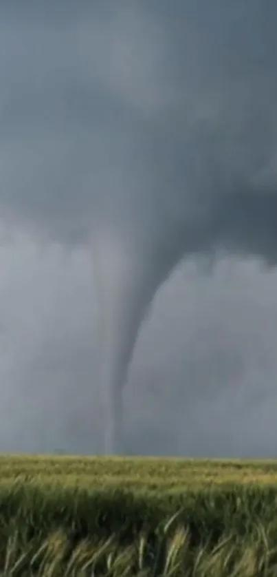 Dynamic tornado swirling over green fields under a dramatic gray sky.