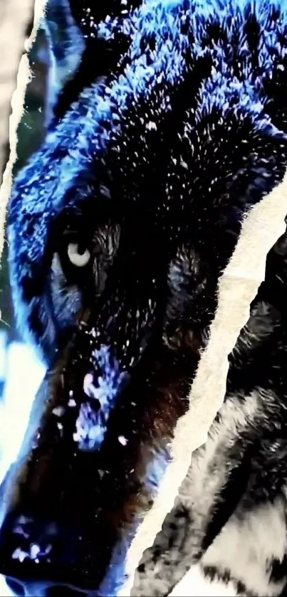 Snow-covered wolf with piercing eyes