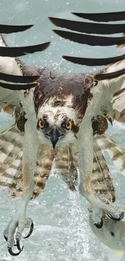 Eagle with wings spread wide catching a fish over water.