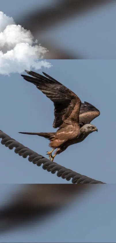 Eagle soaring in blue sky with clouds.