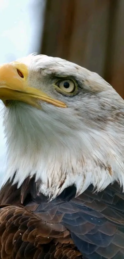 Close-up image of a majestic bald eagle with detailed feathers.