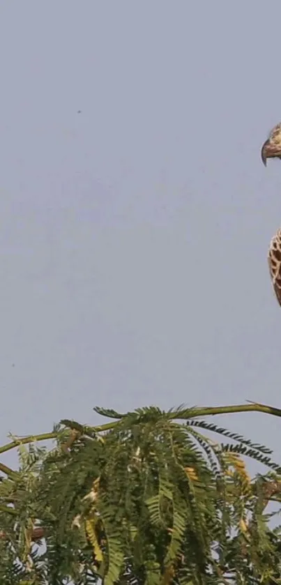 Eagle perched on a branch against a sky background in mobile wallpaper.