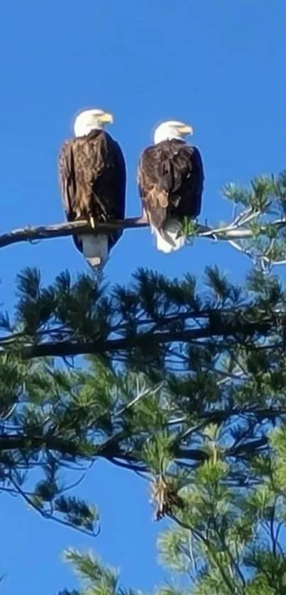 Two eagles perched on a branch against a blue sky.