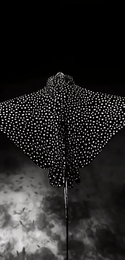 Black-and-white eagle ray gliding gracefully underwater.