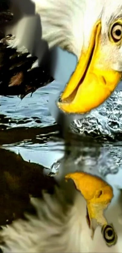 Bald eagle drinking water with reflection.