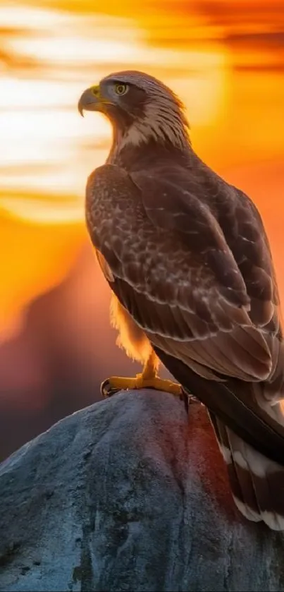 Eagle silhouette on rock with sunset backdrop.