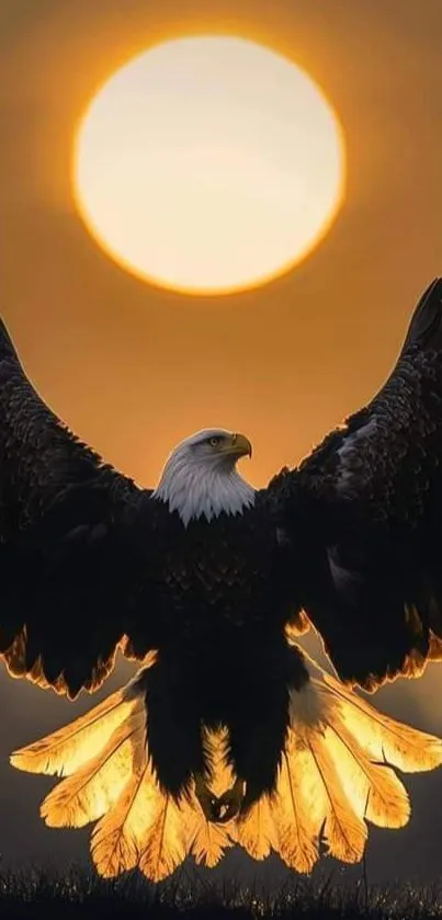 Bald eagle with wings spread wide against a glowing sunset.