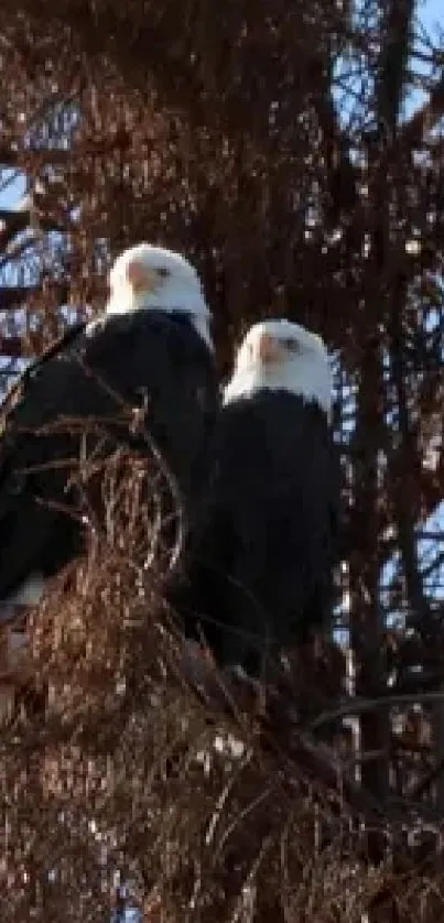 Two eagles perched in a tall tree.