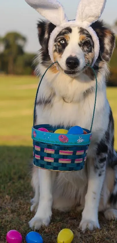 Dog wearing bunny ears with Easter egg basket.