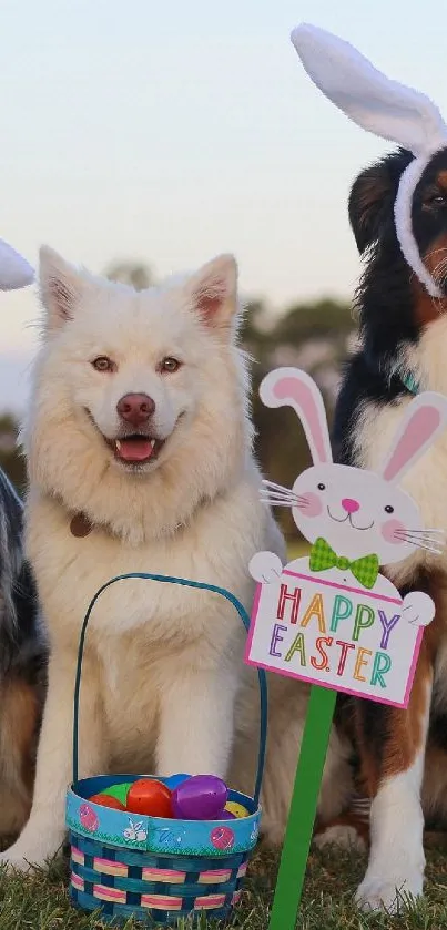 Three dogs with bunny ears, Happy Easter sign and basket.