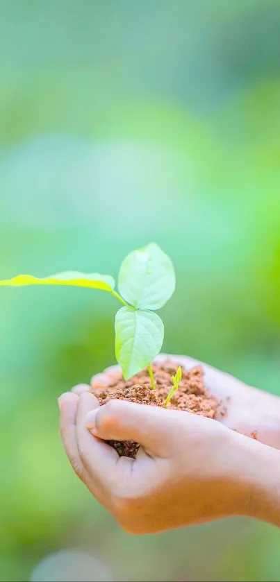 Hands gently holding a small, vibrant green plant, symbolizing growth.