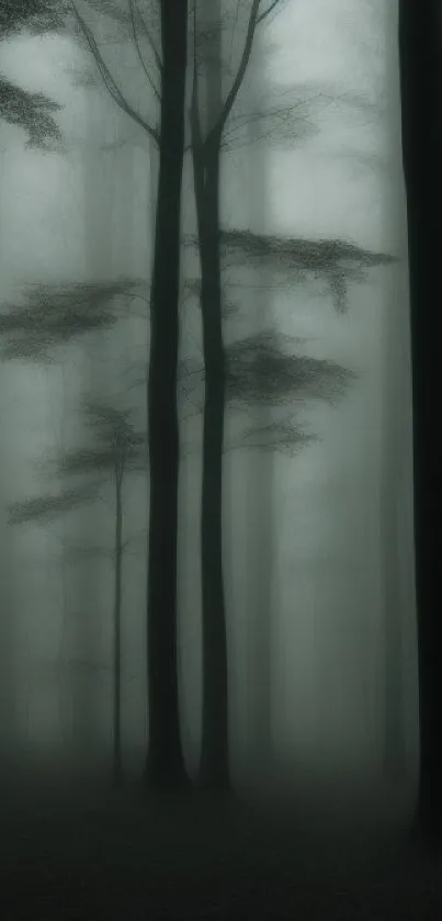 Foggy forest with tall, dark trees in a misty, serene atmosphere.